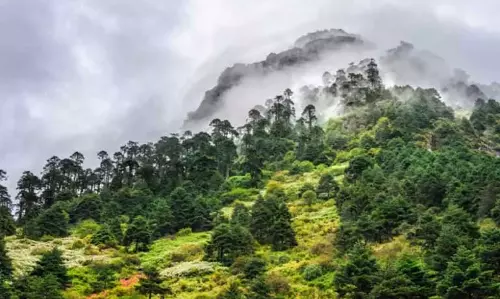 Arunachal प्रदेश ने 2021-2023 के बीच 549 वर्ग किलोमीटर वन क्षेत्र खो दिया