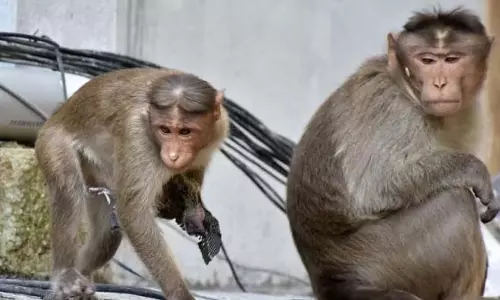 Jammu: जगानू के निवासियों को बंदरों के आतंक से परेशानी
