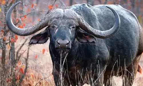 Assam: पोबितोरा के पास भैंस के हमले में एक व्यक्ति की मौत Assam: पोबितोरा के पास भैंस के हमले में एक व्यक्ति की मौत