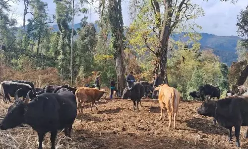 Arunachal : याक पर आईसीएआर-एनआरसी ने द्वांगबा गांव में टीकाकरण-सह-स्वास्थ्य शिविर Arunachal : याक पर आईसीएआर-एनआरसी ने द्वांगबा गांव में टीकाकरण-सह-स्वास्थ्य शिविर