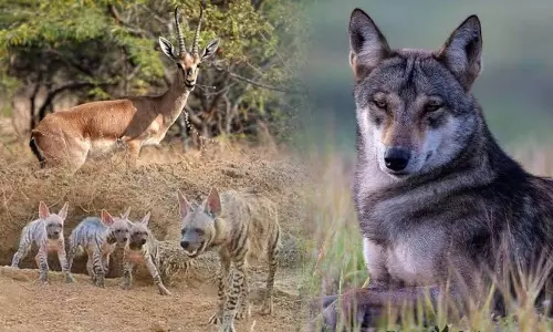 ग्रासलैंड सफारी के माध्यम से, पुणे वासी वन्य जीवन का आनंद ले सकेंगे