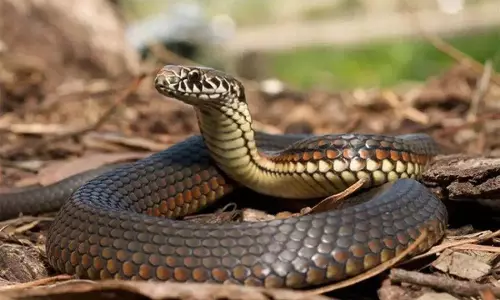 Snake fear : महिला की गुहार के बाद मंत्री ने पड़ोसी के प्लॉट में झाड़ियां साफ करने का दिया आदेश
