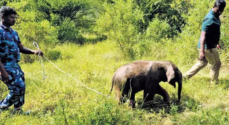 Tamil Nadu के वन अधिकारियों ने थडागाम रिजर्व वन में मां की मौत के बाद हाथी के बच्चे को झुंड से मिलाने की कोशिश की