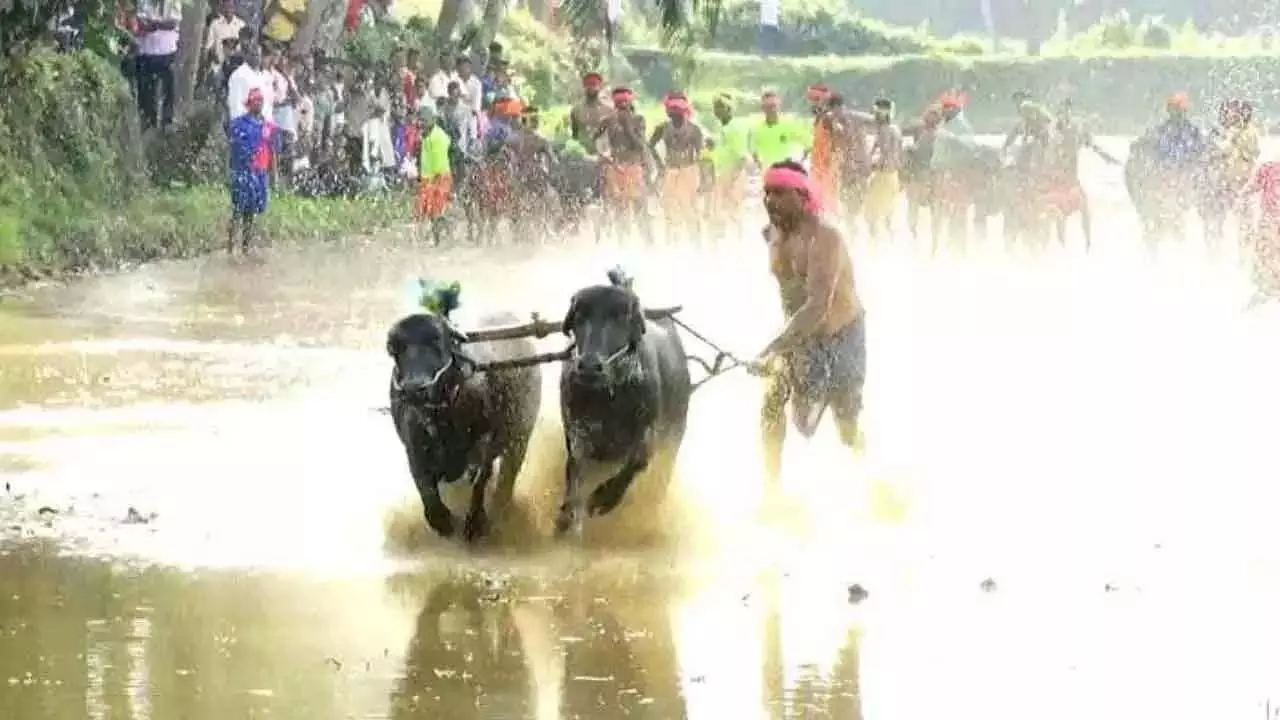 Kambala के लिए सरकार द्वारा धन मुहैया कराने की घोषणा से तटीय उत्साही लोग खुश