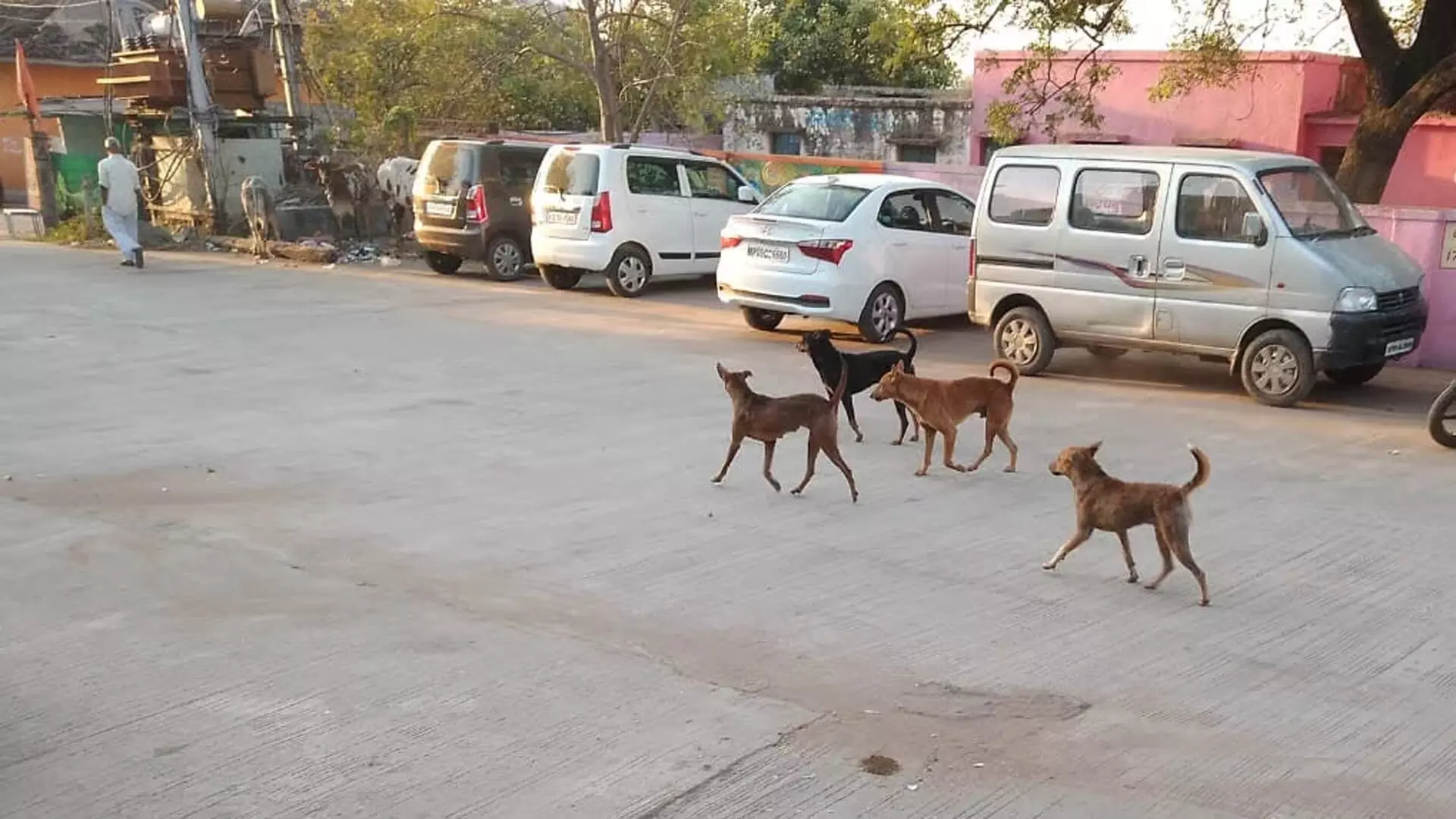 Thane: कार दुर्घटना में 3 वर्षीय आवारा कुत्ता घायल; चालक की पहचान हुई