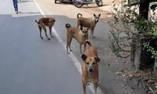 Up News :टहलने निकली बुजुर्ग महिला पर कुत्तों ने किया हमला Up News :टहलने निकली बुजुर्ग महिला पर कुत्तों ने किया हमला
