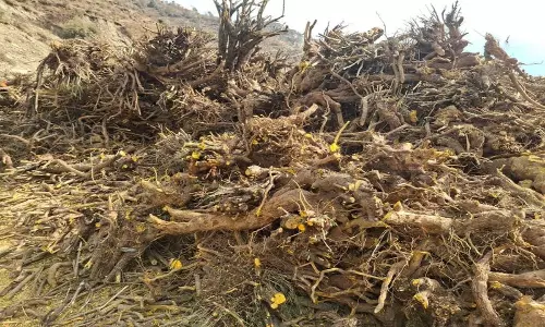Himachal: कश्मल जड़ों के अवैध निष्कर्षण के लिए 2 को दंडित किया गया Himachal: कश्मल जड़ों के अवैध निष्कर्षण के लिए 2 को दंडित किया गया