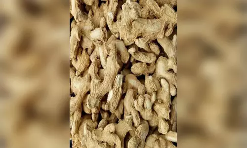 जुकाम से एसिडिटी तक, स्वास्थ्य के लिए फायदेमंद है सोंठ जुकाम से एसिडिटी तक, स्वास्थ्य के लिए फायदेमंद है सोंठ