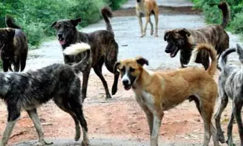 Koraput district में आवारा कुत्तों ने 6 साल की बच्ची को मार डाला