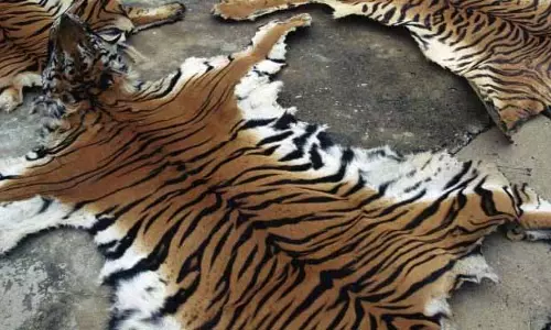 Odisha: रॉयल बंगाल टाइगर की खाल जब्त, चार गिरफ्तार Odisha: रॉयल बंगाल टाइगर की खाल जब्त, चार गिरफ्तार