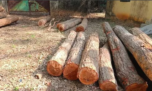 Latehar: वन विभाग ने लकड़ी तस्कर को किया गिरफ्तार Latehar: वन विभाग ने लकड़ी तस्कर को किया गिरफ्तार