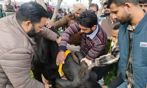 Haryana : आवारा पशुओं पर रिफ्लेक्टर बेल्ट लगाने का अभियान शुरू Haryana : आवारा पशुओं पर रिफ्लेक्टर बेल्ट लगाने का अभियान शुरू