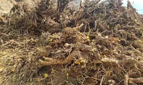 Kashmal जड़ों के अवैध निष्कर्षण के लिए 2 को दंडित किया