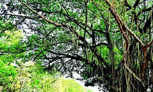 कार्यकर्ताओं ने बरगद के पेड़ को बचाने के लिए Porvorim फ्लाईओवर के पुनर्निर्धारण की मांग की