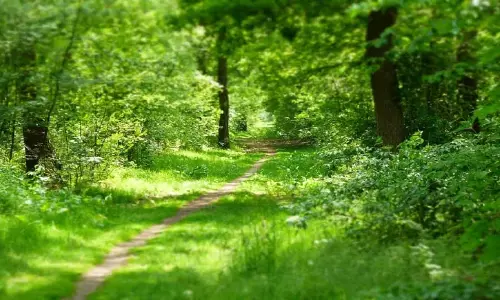 Maharashtra: राज्य में वन क्षेत्र में बड़ी गिरावट