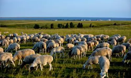Mongolia ने उज्बेकिस्तान को भेड़ों का निर्यात शुरू किया