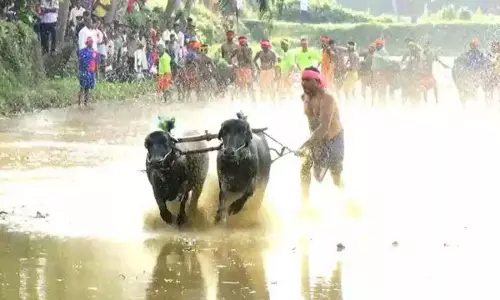 Kambala के लिए सरकार द्वारा धन मुहैया कराने की घोषणा से तटीय उत्साही लोग खुश