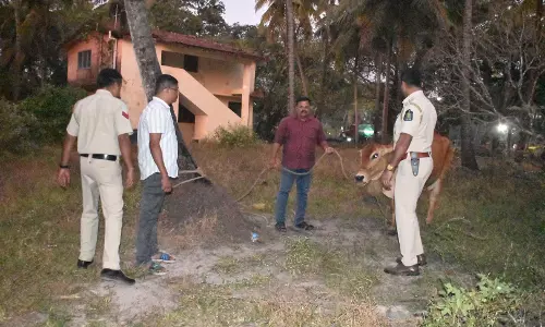 Navelim में पुलिस द्वारा लावारिस पशु जब्त किये जाने से गोमांस संकट गहरा गया