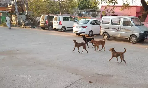 Thane: कार दुर्घटना में 3 वर्षीय आवारा कुत्ता घायल; चालक की पहचान हुई Thane: कार दुर्घटना में 3 वर्षीय आवारा कुत्ता घायल; चालक की पहचान हुई