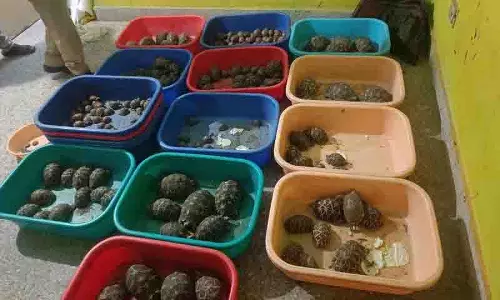 Rachakonda: तस्करों से 281 स्टार फिश, 160 लाल कान वाले स्लाइडर कछुए जब्त किए