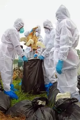 Bird flu ने कैलिफोर्निया पर अपनी पकड़ मजबूत कर ली, क्योंकि मानव मामलों में वृद्धि हुई है