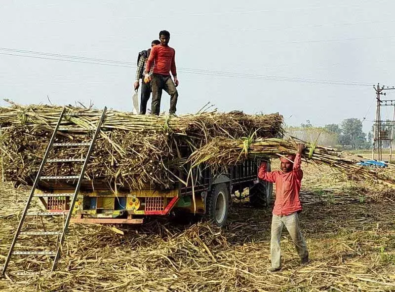 Haryana : नारायणगढ़ के गन्ना किसानों को फिर भुगतान में देरी का सामना करना पड़ रहा