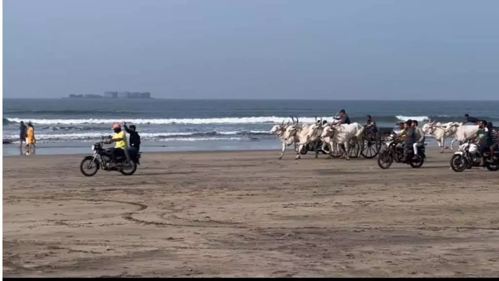 Murud beach पर बैलगाड़ी दौड़ अभ्यास का रोमांच, लेकिन कांप रहे पर्यटक