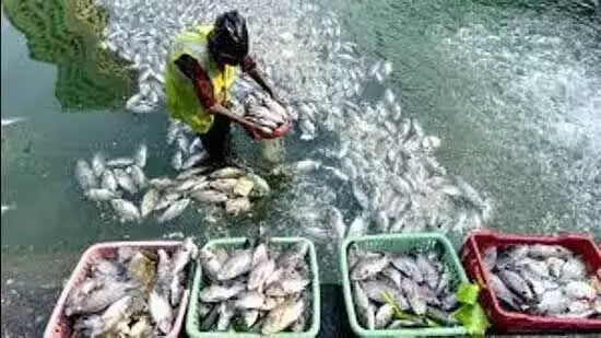 Fisheries Sector क्षेत्र को बढ़ावा देने 18 हजार तालाबों का होगा पुनरुद्धार