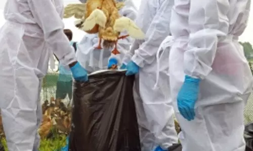 Bird flu ने कैलिफोर्निया पर अपनी पकड़ मजबूत कर ली, क्योंकि मानव मामलों में वृद्धि हुई है Bird flu ने कैलिफोर्निया पर अपनी पकड़ मजबूत कर ली, क्योंकि मानव मामलों में वृद्धि हुई है
