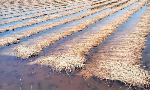 Odisha: ओडिशा में कृषि अधिकारियों की कमी से फसल नुकसान के सर्वेक्षण में देरी Odisha: ओडिशा में कृषि अधिकारियों की कमी से फसल नुकसान के सर्वेक्षण में देरी