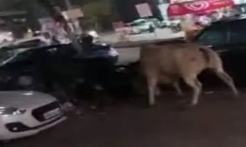 MP News: दो सांड आपस में भिड़े,ट्रैफिक जाम,दो एक्टिवा चकनाचूर MP News: दो सांड आपस में भिड़े,ट्रैफिक जाम,दो एक्टिवा चकनाचूर