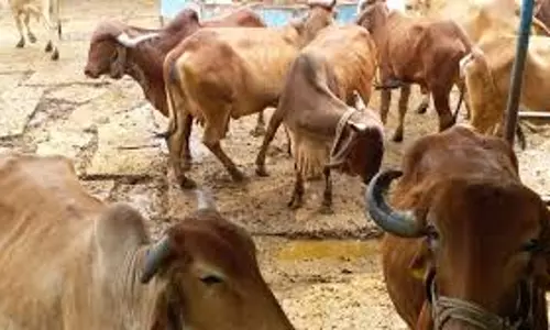 Jammu पुलिस ने 5 गोवंश को बचाया, मामला दर्ज Jammu पुलिस ने 5 गोवंश को बचाया, मामला दर्ज