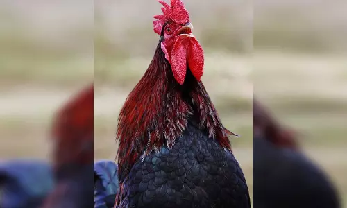 मार हो गई मुर्गा को लेकर, दुकान के सामने भीड़ लगी, पुलिस तक पहुंचा मामला मार हो गई मुर्गा को लेकर, दुकान के सामने भीड़ लगी, पुलिस तक पहुंचा मामला