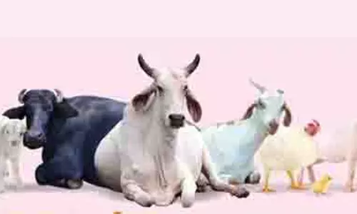 PETA India के बिलबोर्ड पर लोगों से शाकाहारी बनने का आग्रह PETA India के बिलबोर्ड पर लोगों से शाकाहारी बनने का आग्रह
