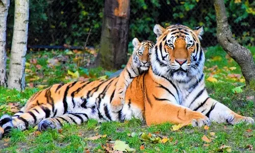 Dehradun: राजाजी टाइगर रिजर्व के पश्चिमी हिस्से में बाघों का कुनबा बढ़ने जा रहा Dehradun: राजाजी टाइगर रिजर्व के पश्चिमी हिस्से में बाघों का कुनबा बढ़ने जा रहा