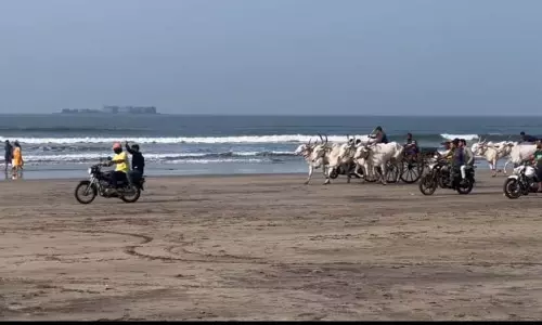 Murud beach पर बैलगाड़ी दौड़ अभ्यास का रोमांच, लेकिन कांप रहे पर्यटक