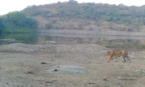 Solapur Tiger: सोलापुर में 50 साल बाद दिखा बाघ, किसानों में दहशत