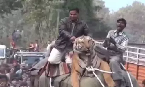 नरभक्षी बाघ को हाथी की पीठ से बांधने का पुराना VIDEO वायरल, कार्रवाई की मांग