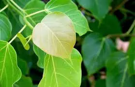 Peepal leaf: औषधीय गुणों से भरपूर है पीपल का पत्ता, इन बीमारियों के इलाज में है कारगर