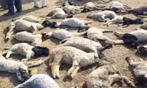 Haryana:  गंदा पानी पीने से 21 भेड़ों की मौत