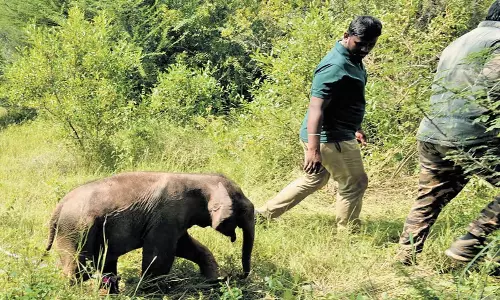 Tamil Nadu: हाथी के बच्चे को झुंड के साथ जोड़ने का वनकर्मियों का प्रयास विफल Tamil Nadu: हाथी के बच्चे को झुंड के साथ जोड़ने का वनकर्मियों का प्रयास विफल