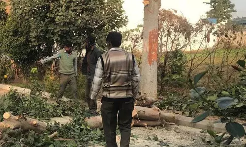 Haryana : कुरुक्षेत्र की निजी सोसायटी में पेड़ों की कटाई पर एनजीओ ने जताई चिंता