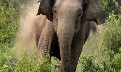 संबलपुर में हाथी ने 55 वर्षीय महिला को कुचलकर मार डाला