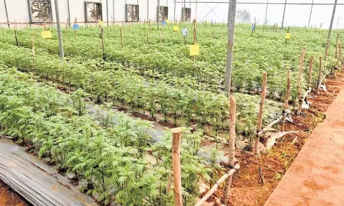 Kuppam बागवानी हब ने कृषि नवाचार के मानक स्थापित करने के लिए स्कॉच पुरस्कार जीता Kuppam बागवानी हब ने कृषि नवाचार के मानक स्थापित करने के लिए स्कॉच पुरस्कार जीता