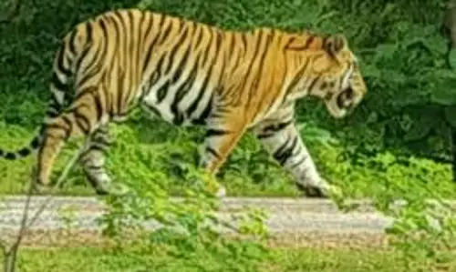 Damoh के दूधिया गांव में बाघ होने का दावा, ग्रामीणों में दहशत