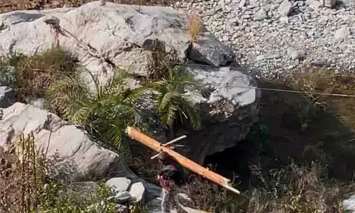 Himachal: चीड़ के पेड़ों की अवैध कटाई से पर्यावरण कार्यकर्ता नाराज