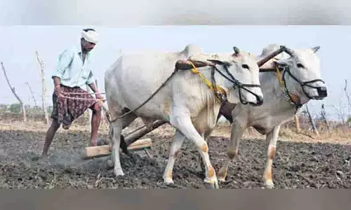 Telangana के किसान अभी भी अपनी बारी का इंतजार कर रहे Telangana के किसान अभी भी अपनी बारी का इंतजार कर रहे