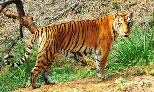 Sikkim : फ्रंटलाइन स्टाफ को मिला नया संसाधन, बाघ संरक्षण पर जोर