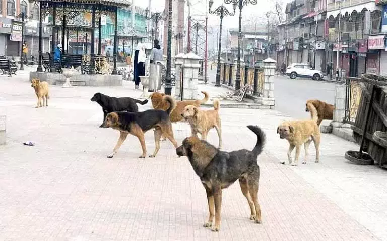 Baramulla के निवासियों के लिए आवारा कुत्तों का खतरा बड़ी चिंता का विषय बना हुआ Baramulla के निवासियों के लिए आवारा कुत्तों का खतरा बड़ी चिंता का विषय बना हुआ