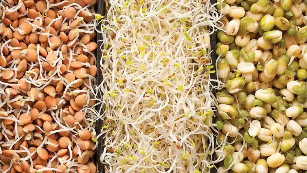 Raw vs Boiled Sprout:उबले हुए अंकुरित अनाज या कच्चे अंकुरित अनाज कौन सा बेहतर है